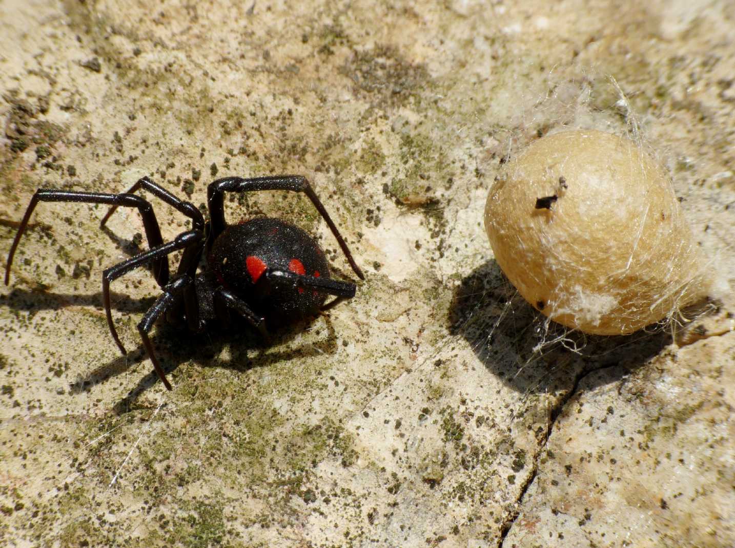 I Latrodectus sono ancora numerosi?